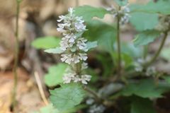 Ajuga nipponensis