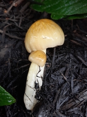 Bolbitius titubans