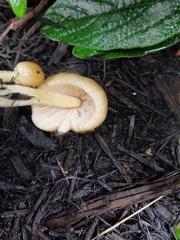 Bolbitius titubans