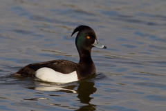 Tufted Duck photo 3