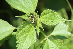 Asiagomphus melaenops