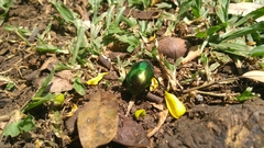 Scarabaeidae