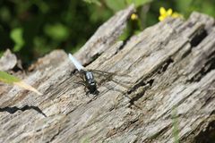 Orthetrum japonicum