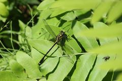 Asiagomphus melaenops