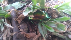 Scarabaeidae