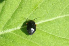 Strongylocoris leucocephalus