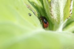 Strongylocoris leucocephalus