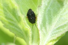 Strongylocoris leucocephalus