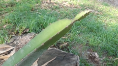 Acanthocereus tetragonus