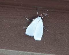 Schoenobiinae