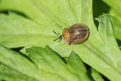 Cassida fuscorufa