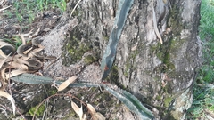 Acanthocereus tetragonus