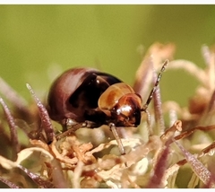 Strongylocoris