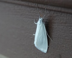 Schoenobiinae