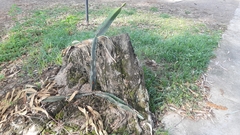 Acanthocereus tetragonus