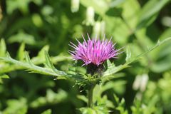 Cirsium japonicum
