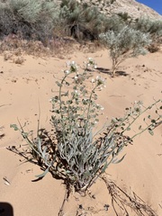 Dimorphocarpa wislizeni