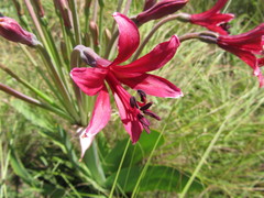 Brunsvigia undulata