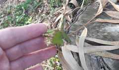 Acanthocereus tetragonus
