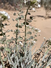 Dimorphocarpa wislizeni