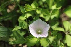 Calystegia hederacea