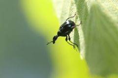 Compsapoderus erythrogaster