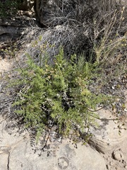 Lomatium parryi
