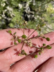 Lomatium parryi