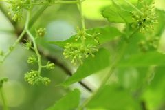 Picrasma quassioides