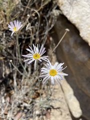 Erigeron utahensis
