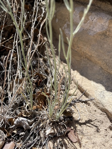 Image of Erigeron utahensis by (c) Matt Berger, some rights reserved (CC BY)