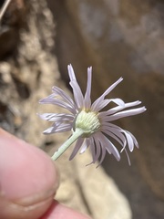 Erigeron utahensis