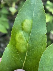 Taphrina populi-salicis