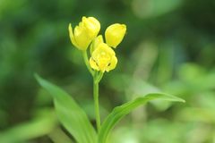 Cephalanthera falcata