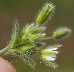 Cerastium tenoreanum
