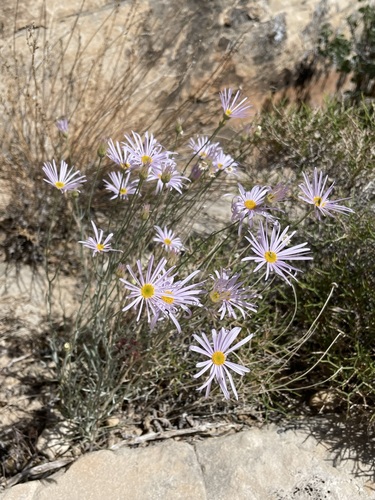 Image of Erigeron utahensis by (c) Matt Berger, some rights reserved (CC BY)