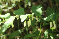 Polygonatum lasianthum