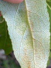 Taphrina populi-salicis