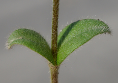 Cerastium tenoreanum
