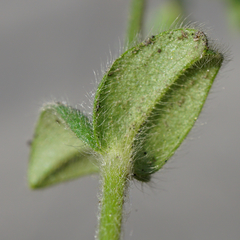 Cerastium tenoreanum