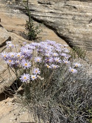 Erigeron utahensis