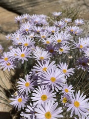 Erigeron utahensis