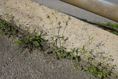Cerastium tenoreanum
