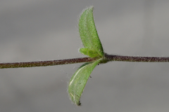 Cerastium tenoreanum