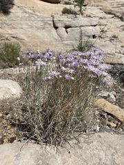 Erigeron utahensis