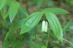 Disporum sessile