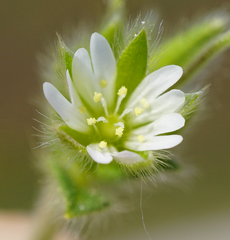 Cerastium tenoreanum