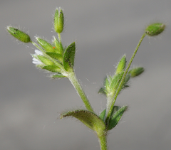 Cerastium tenoreanum