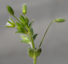 Cerastium tenoreanum