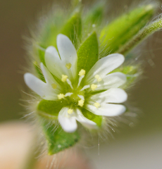 Cerastium tenoreanum